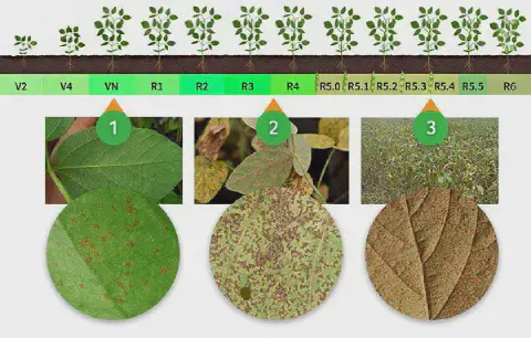 infográfico detalhado que ilustra a progressão de uma doença foliar na cultura da soja, muito provavelmente a f