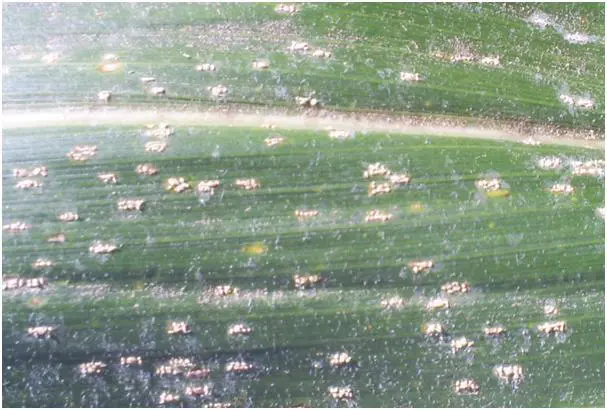 close-up detalhado de uma folha de milho, evidenciando uma infestação avançada de uma doença fúngica, muit