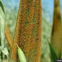 Ferrugem comum do milho