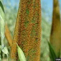 close-up detalhado de uma folha de planta, provavelmente milho ou sorgo, severamente afetada por uma doença