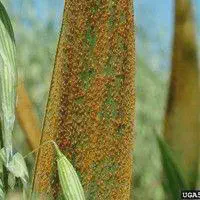 close-up detalhado de uma folha de planta, provavelmente milho ou sorgo, severamente afetada por uma doença