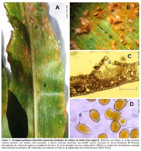Folha de milho infectada com sintomas de ferrugem polissora mostrando pústulas características e estágios de desenvolvimento do fungo Puccinia polysora