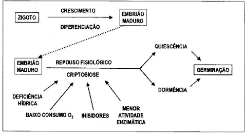 Este é um diagrama esquemático que ilustra as fases do desenvolvimento de um embrião de planta, desde a sua formação até a ge