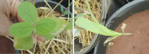 díptico que compara os efeitos de um estresse, provavelmente fitotoxicidade por herbicida, em duas culturas dis