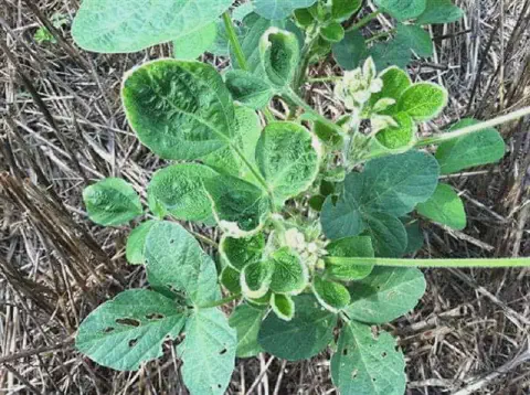 planta jovem de soja em estágio vegetativo, crescendo sobre um solo coberto por palhada. A planta exibe c