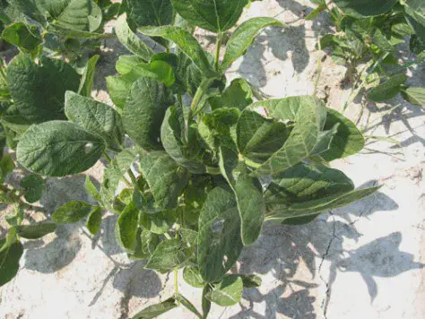 Fitotoxicidade na Soja: Identificando Folhas Enrugadas uma planta de soja jovem em estágio vegetativo, vista de cima, crescendo em um solo claro, seco e aparentement