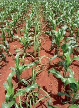 uma lavoura de milho em estágio inicial de desenvolvimento, plantada em solo de coloração avermelhada, típico