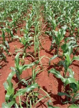 uma lavoura de milho em estágio inicial de desenvolvimento, plantada em solo de coloração avermelhada, típico