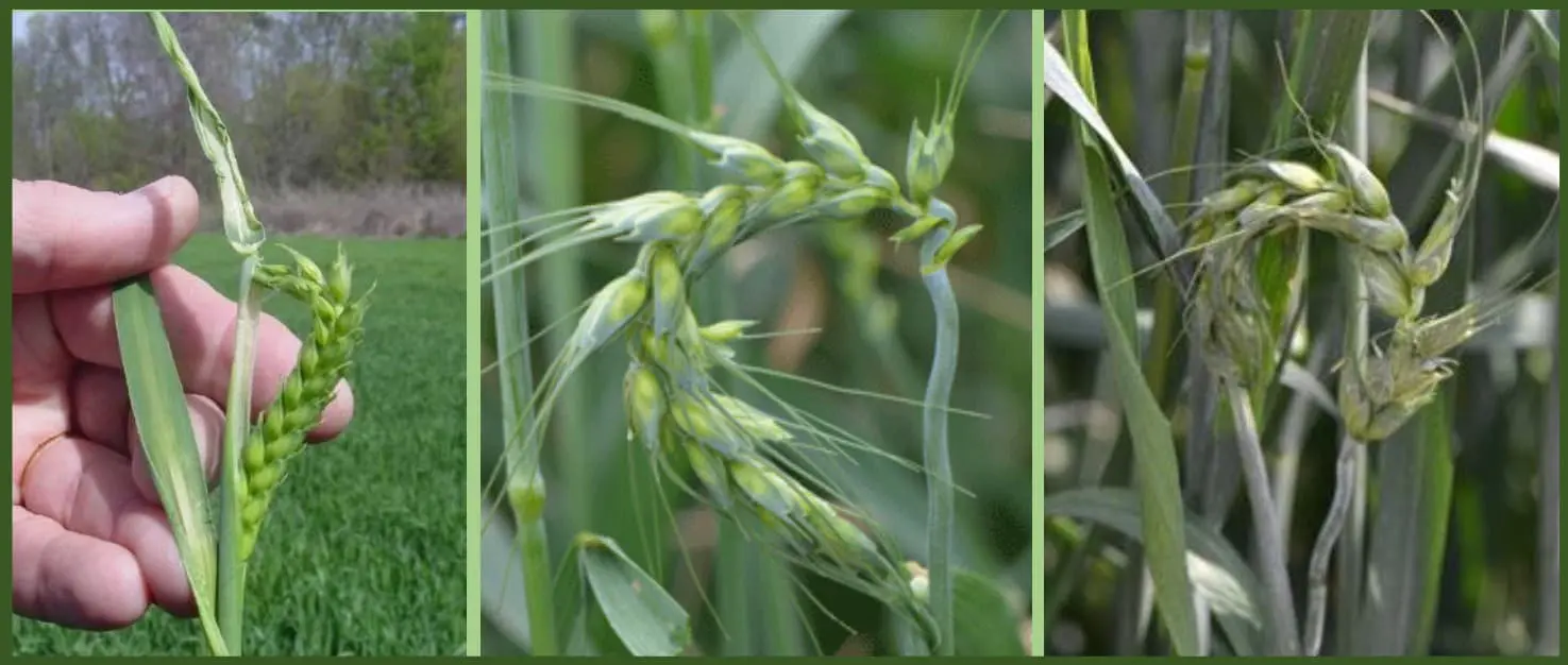 composição de três fotografias que ilustram em close-up os sintomas de fitotoxidade em plantas de trigo, prova