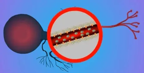 Fixação Biológica de Nitrogênio: Como Funciona o Processo ilustração esquemática que representa um processo biológico fundamental na agricultura, especificamente a fixa