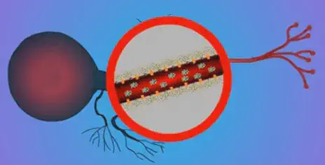 ilustração esquemática que representa um processo biológico fundamental na agricultura, especificamente a fixa