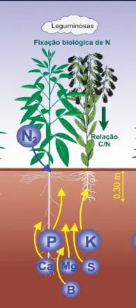 ilustração técnica que detalha processos agronômicos fundamentais relacionados às leguminosas. Na parte superi