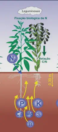 ilustração técnica que detalha processos agronômicos fundamentais relacionados às leguminosas. Na parte superi