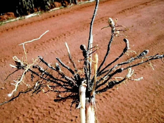 primeiro plano o sistema radicular de uma planta leguminosa, provavelmente soja, que foi retirada do solo p
