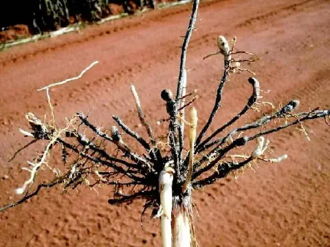Sintoma típico de Meloidogyne javanica na cana: formação de galhas nas raízes