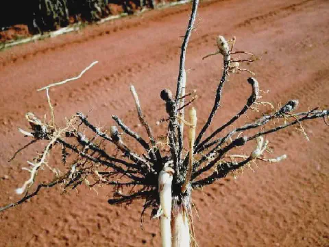 Sintoma típico de Meloidogyne javanica na cana: formação de galhas nas raízes