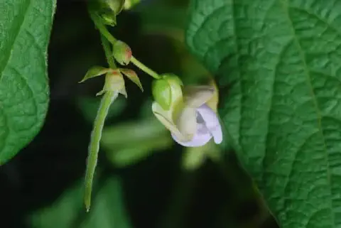close-up detalhado do estágio reprodutivo de uma planta de feijão. Em foco, observamos uma delicada flor de
