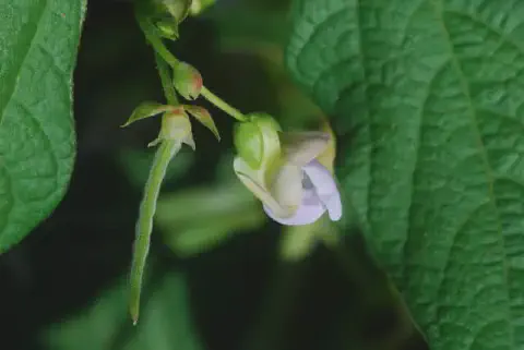 close-up detalhado do estágio reprodutivo de uma planta de feijão. Em foco, observamos uma delicada flor de