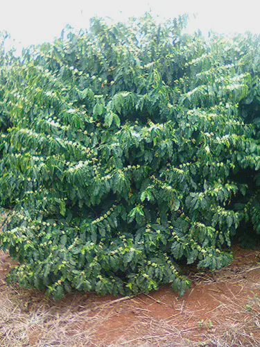 cafeeiro robusto e saudável em plena fase de floração. A planta está densamente coberta por folhas verdes e