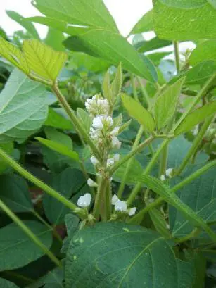 close-up detalhado de uma planta de soja durante seu estágio de florescimento. Em foco, vemos o caule princ