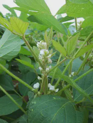 close-up detalhado de uma planta de soja durante seu estágio de florescimento. Em foco, vemos o caule princ