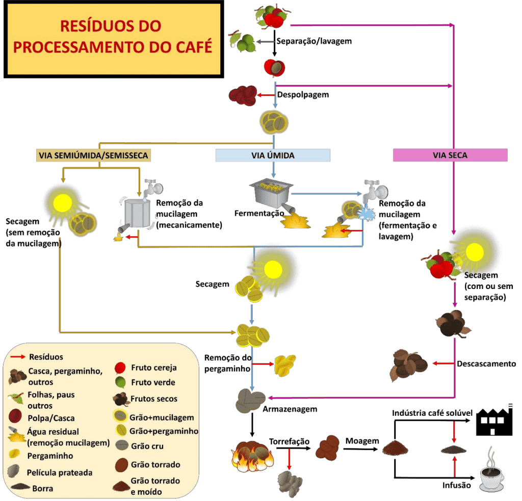 Este infográfico detalha o fluxo do processamento do café, desde a colheita do fruto até a infusão da bebida, com foco princi