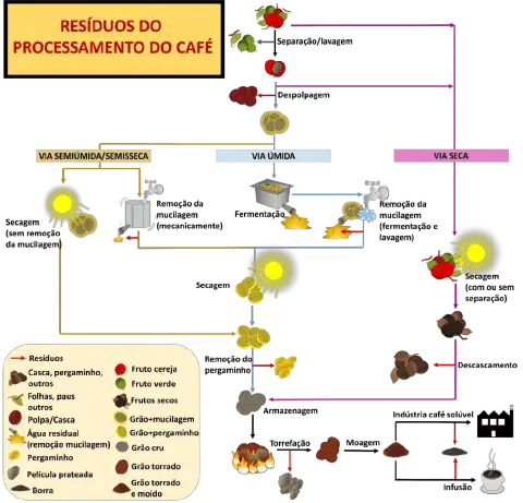 Este infográfico detalha o fluxo do processamento do café, desde a colheita do fruto até a infusão da bebida, com foco princi
