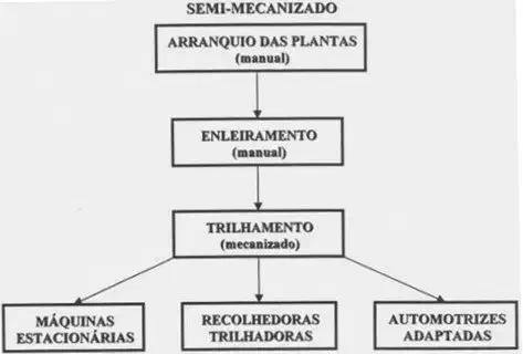 fluxograma em preto e branco que detalha as etapas de um processo de colheita agrícola semi-mecanizado. O p