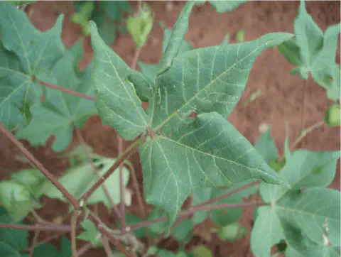 close-up detalhado de uma folha de algodoeiro em uma lavoura. A folha, de um verde vibrante e com nervuras