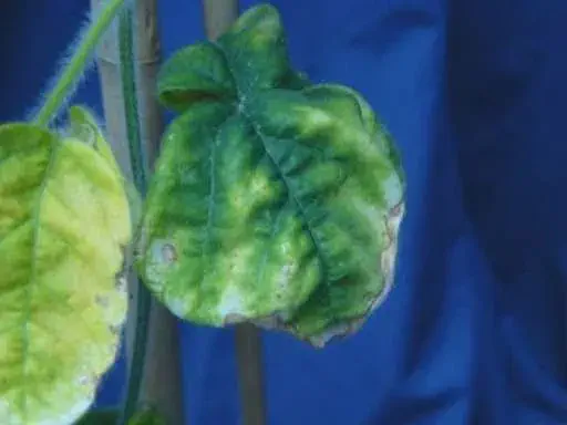 close-up de folhas de uma planta, provavelmente soja, apresentando sintomas severos de uma doença ou defici