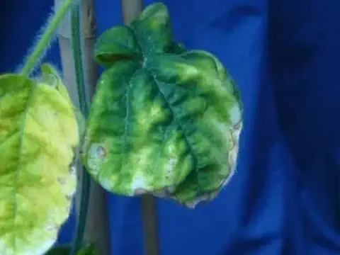 close-up de folhas de uma planta, provavelmente soja, apresentando sintomas severos de uma doença ou defici