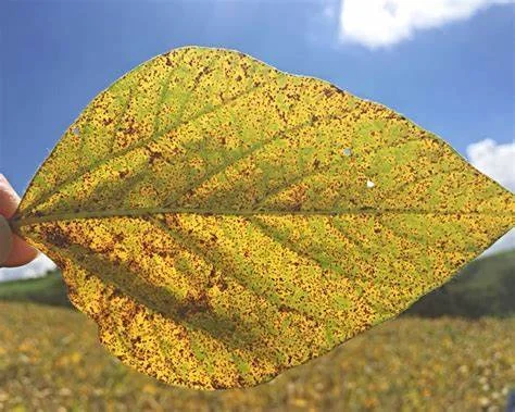 Folha de Soja com Sintomas de Doença: Ferrugem Asiática close-up de uma folha de soja, que está amarelada e coberta por inúmeras pústulas e lesões pequenas de cor