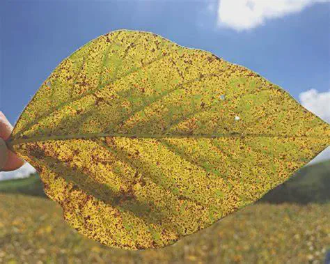 close-up de uma folha de soja, que está amarelada e coberta por inúmeras pústulas e lesões pequenas de cor