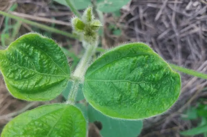 close-up de uma planta jovem de soja, destacando suas folhas trifolioladas. O foco principal está na textur