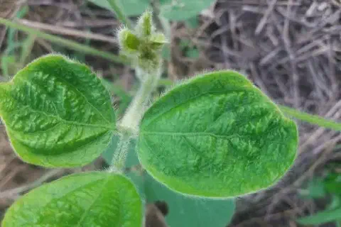 close-up de uma planta jovem de soja, destacando suas folhas trifolioladas. O foco principal está na textur