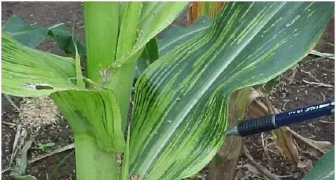 close-up de uma planta de milho em campo, com foco em suas folhas que apresentam sintomas visíveis de um pr
