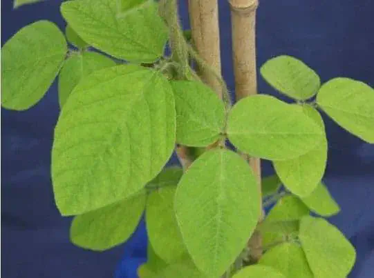 close-up detalhado de uma planta de soja jovem, destacando suas folhas e caule. As folhas, de um verde-clar