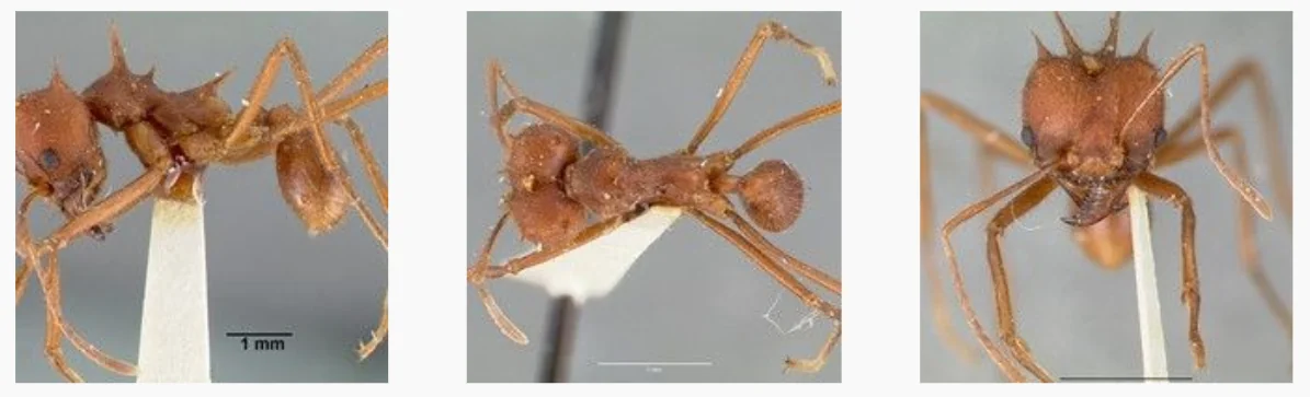composição de três fotografias macroscópicas que exibem em detalhe um espécime de formiga-cortadeira, provavel