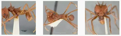 composição de três fotografias macroscópicas que exibem em detalhe um espécime de formiga-cortadeira, provavel