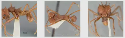 composição de três fotografias macroscópicas que exibem em detalhe um espécime de formiga-cortadeira, provavel