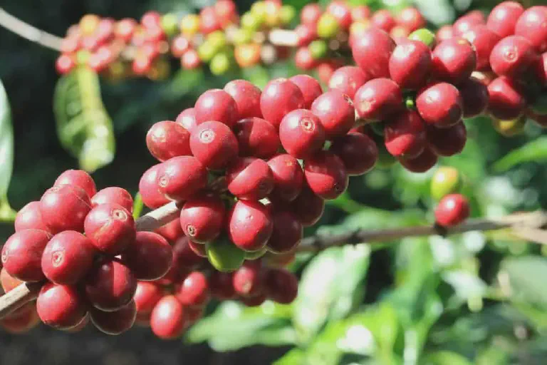 Frutos de café maduros no pé prontos para a colheita close-up detalhado de um galho de cafeeiro carregado de frutos. Em primeiro plano, um cacho denso de cereja