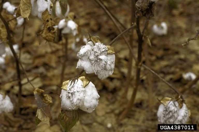 close-up de uma lavoura de algodão em estágio avançado, possivelmente próximo à colheita ou senescente. O f