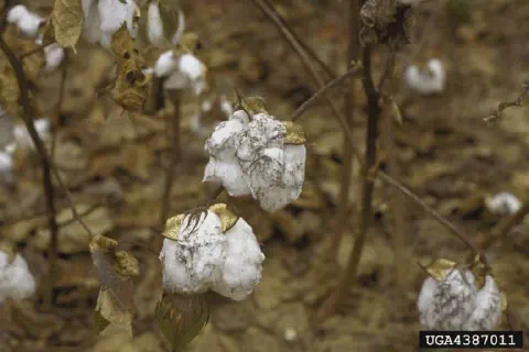 close-up de uma lavoura de algodão em estágio avançado, possivelmente próximo à colheita ou senescente. O f