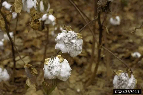 close-up de uma lavoura de algodão em estágio avançado, possivelmente próximo à colheita ou senescente. O f