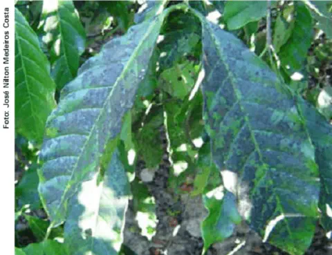 close-up de folhas de um cafeeiro visivelmente afetadas por uma doença. A superfície das folhas verdes está