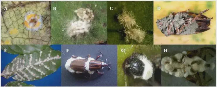 Fungos no Controle Biológico de Pragas: Exemplos Visuais Esta imagem é uma composição de oito fotografias que ilustram a ação de fungos entomopatogênicos e fitopatogênicos no ambient