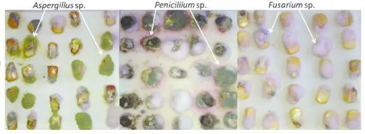 uma análise comparativa de grãos de milho infectados por três gêneros distintos de fungos de armazenamento. Di