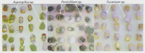 uma análise comparativa de grãos de milho infectados por três gêneros distintos de fungos de armazenamento. Di