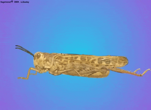 GIF animado que exibe um gafanhoto em perfil, movendo suas pernas em uma simulação de caminhada. O inseto possu