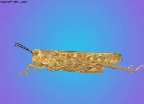 GIF animado que exibe um gafanhoto em perfil, movendo suas pernas em uma simulação de caminhada. O inseto possu